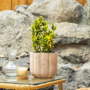 Kurika – Euonymus japonicus 'Marieke'