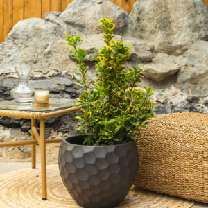 Kurika – Euonymus japonicus 'Aureomarginatus'