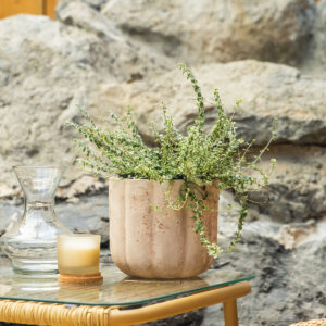 Kurika - Puzava lonicera – Euonymus fortunei 'Silver Carpet'