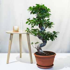 Bonsai fikus – Ficus microcarpa Ginseng