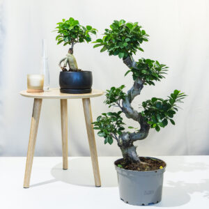 Bonsai fikus – Ficus microcarpa