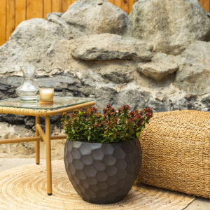 Abelija – Abelia × grandiflora