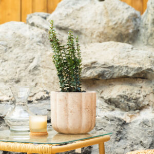 Bršljan - Hedera helix 'Erecta'