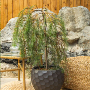 Japanski ariš - Larix kaempferi 'Stiff Weeper'