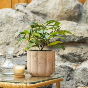 Lemprika - Viburnum tinus 'Lisa Rose'