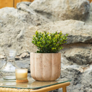 Japanska božikovina - Ilex crenata 'Dark Green'