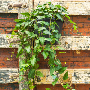 Bršljan – Hedera helix 'Mein Herz'