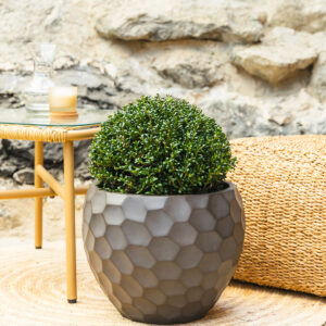 Japanska božikovina - Ilex crenata 'Convexa'