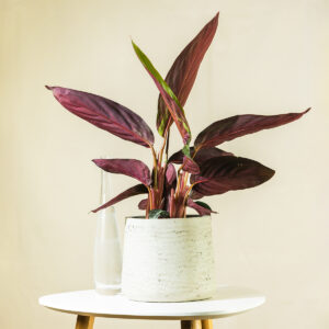 Kalateja – Stromanthe sanguinea Stripestar