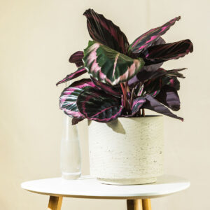 Kalateja – Calathea roseopicta Dottie