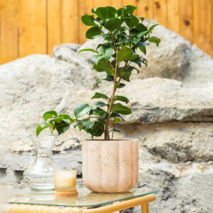 Kamelija – Camellia japonica