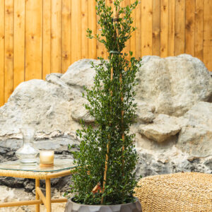 Kalifornijski jorgovan - Ceanothus impressus 'Victoria'