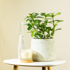 Pustinjska ruža - Adenium obesum