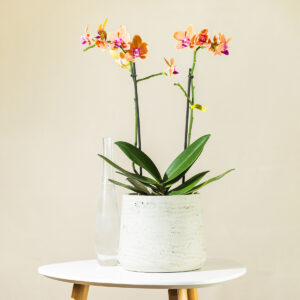 Orhideja – Phalaenopsis (žuto-narančasta s ružičastim pjegama)