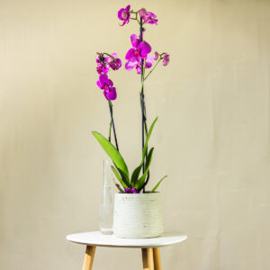 Orhideja – Phalaenopsis (fuksija)