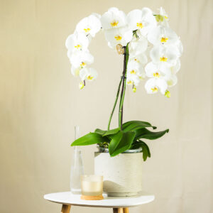 Orhideja – Phalaenopsis Fontano 3 grane