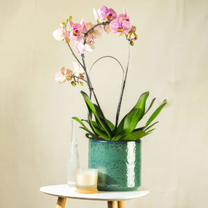 Orhideja – Phalaenopsis (ružičasta prugasta)