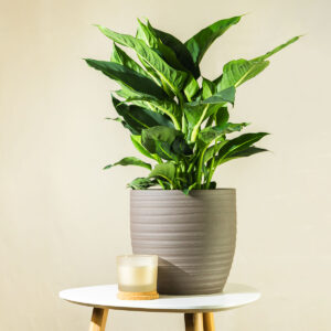 Difenbachia - Dieffenbachia Green Magic