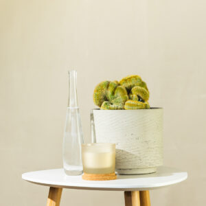 Parodia notocactus lenin. inermis