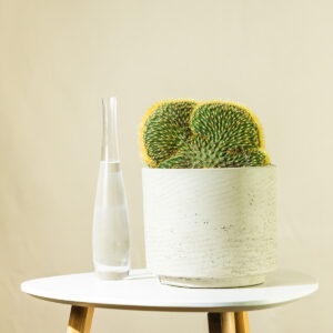 Kunićasti kaktus – Opuntia microdasys f. cristata