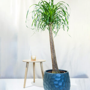 Slonova Noga – Beaucarnea recurvata / Nolina - D30 H160