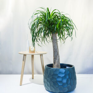 Slonova noga – Beaucarnea recurvata / Nolina - D27 H120