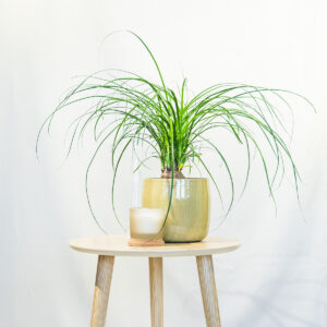 Slonova Noga – Beaucarnea recurvata / Nolina - D9 H25