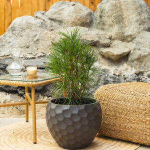 Japanska pršljenka - Sciadopitys verticillata