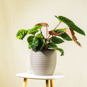 Alokazija – Alocasia Lukiwan