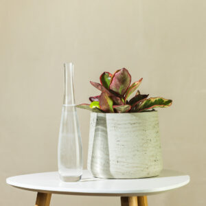 Peperomija – Peperomia clusiifolia Jellie