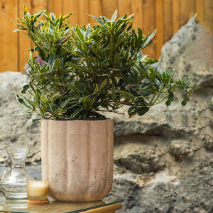 Šareni rododendron – Rhododendron pont."Variegatum"