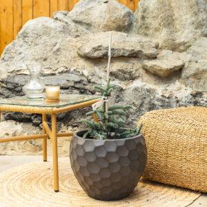 Plava jela – Abies procera "Glauca"