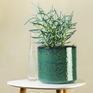 Plavi senecio – Senecio Mount Everest