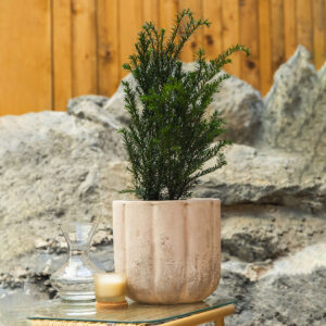 Tisa – Taxus baccata