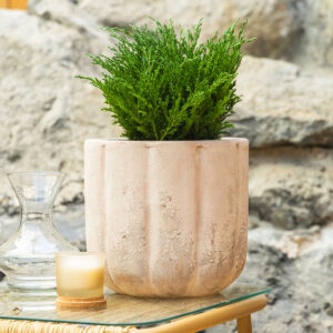 Borovica – Juniperus horizontalis "Andorra Compacta"