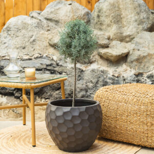 Arizonski čempres – Cupressus arizonica 'Fastigiata'