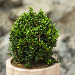 Japanska božikovina - Ilex crenata 'Dark Green' kugla