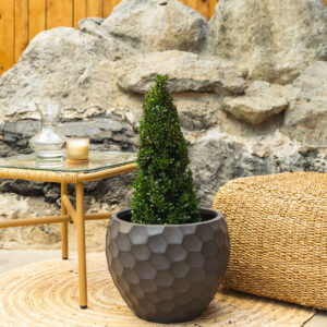 Japanska božikovina - Ilex crenata "Jenny"- pyramid