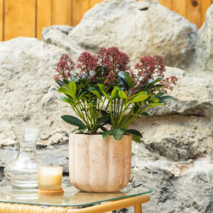 Skimija – Skimmia japonica 'Rubella'