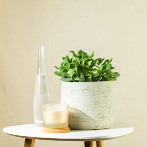 Krasula - Crassula cristata