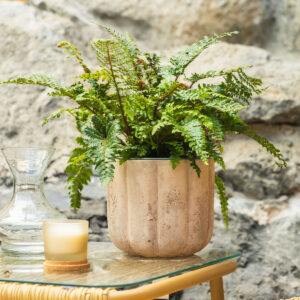 Paprat – Dryopteris erythrosora