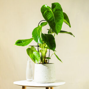 Anturij – Anthurium veitchii