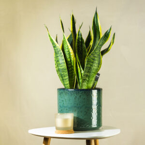 Sanseverija – Sansevieria trif. Futura Superba