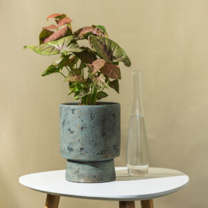 Sinogijum - Syngonium Neon Robusta