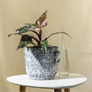 Filodendron - Philodendron Pink Princes