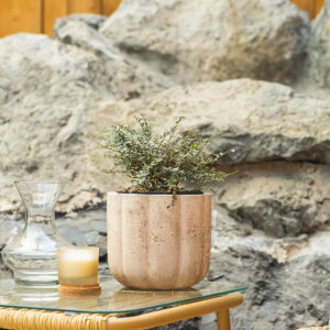 Šarenolisna lonicera – Lonicera nitida "Silver Beauty"