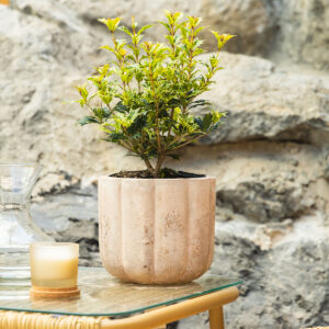 Osmantus - Osmanthus heterophyllus 'Goshiki'