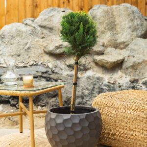 Zlatni lejlandski čempres - Cupressocyparis leylandii 'Castlewellan Gold'