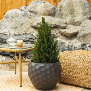 Patuljasta smreka – Picea glauca 'Conica'