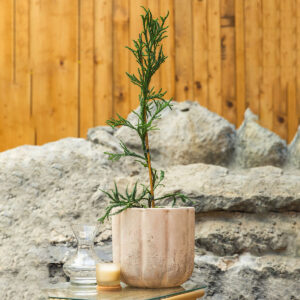 Japanska kriptomerija – Cryptomeria japonica 'Rasen'